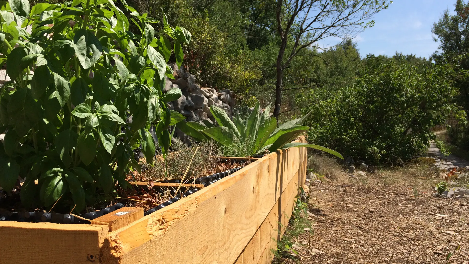 distillerie de paiolive