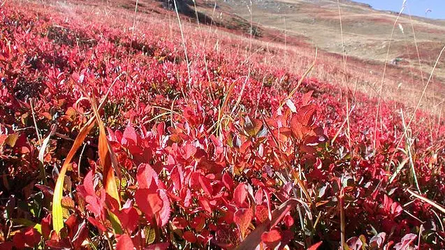 Paysage d'Automne au Col du Lautaret (les feuilles de myrtilles donnent la coule