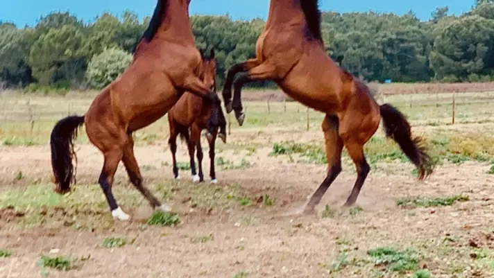 Haras des Evières