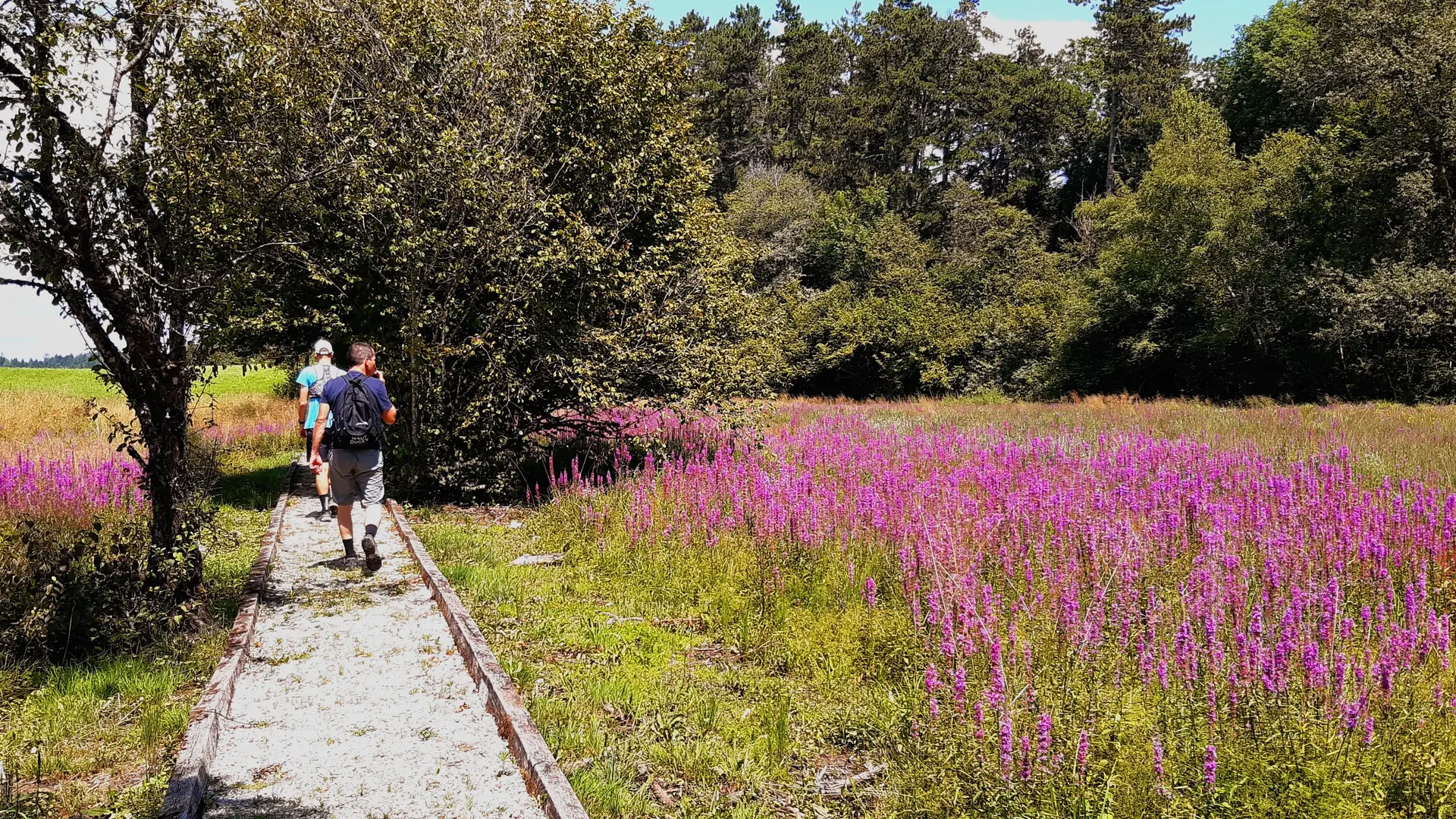 Circuit Jurassic Vélo Tours n° 38 - Les Gorges de l'Ain et ses méandres par la chapelle de St Maurice d'Echazeaux