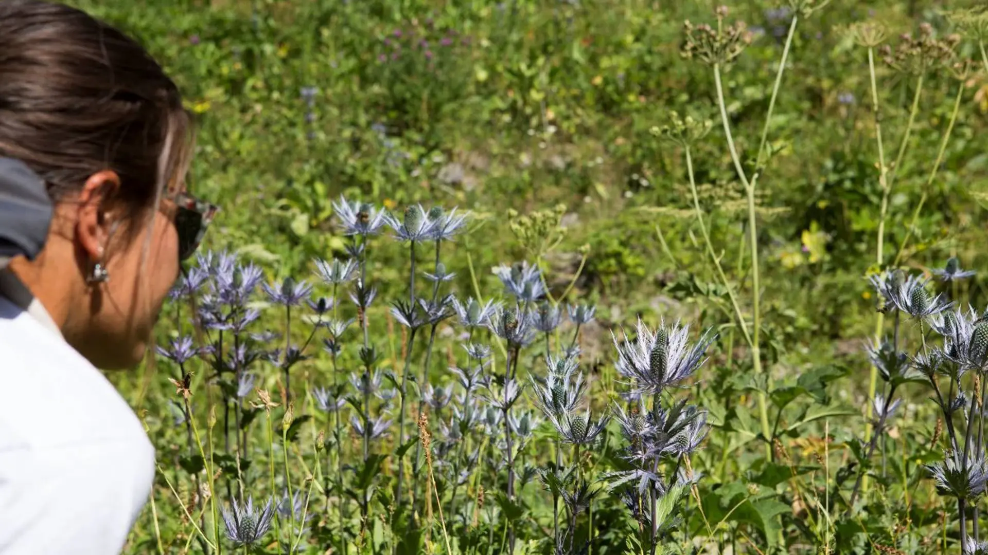 Prairie à Reine des Alpes des Deslioures, vallon du Fournel