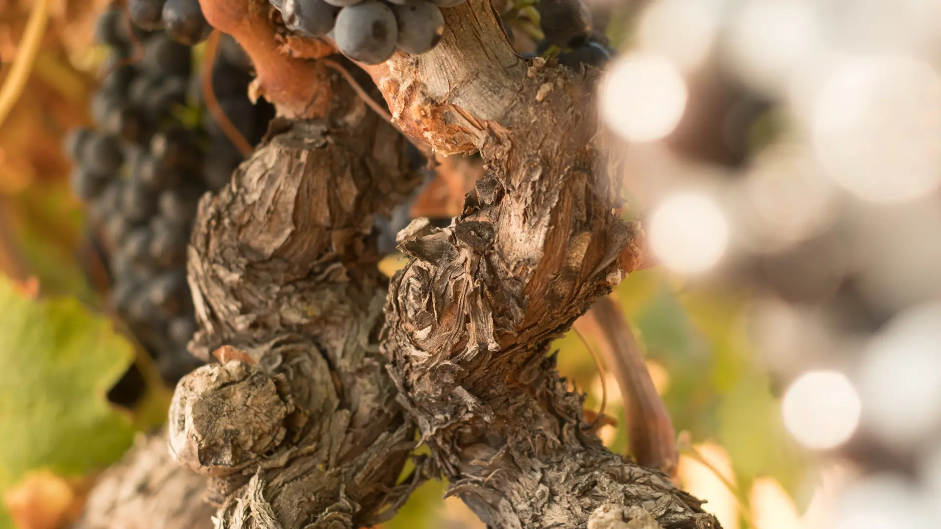 Grappe - Domaine de Grangeneuve