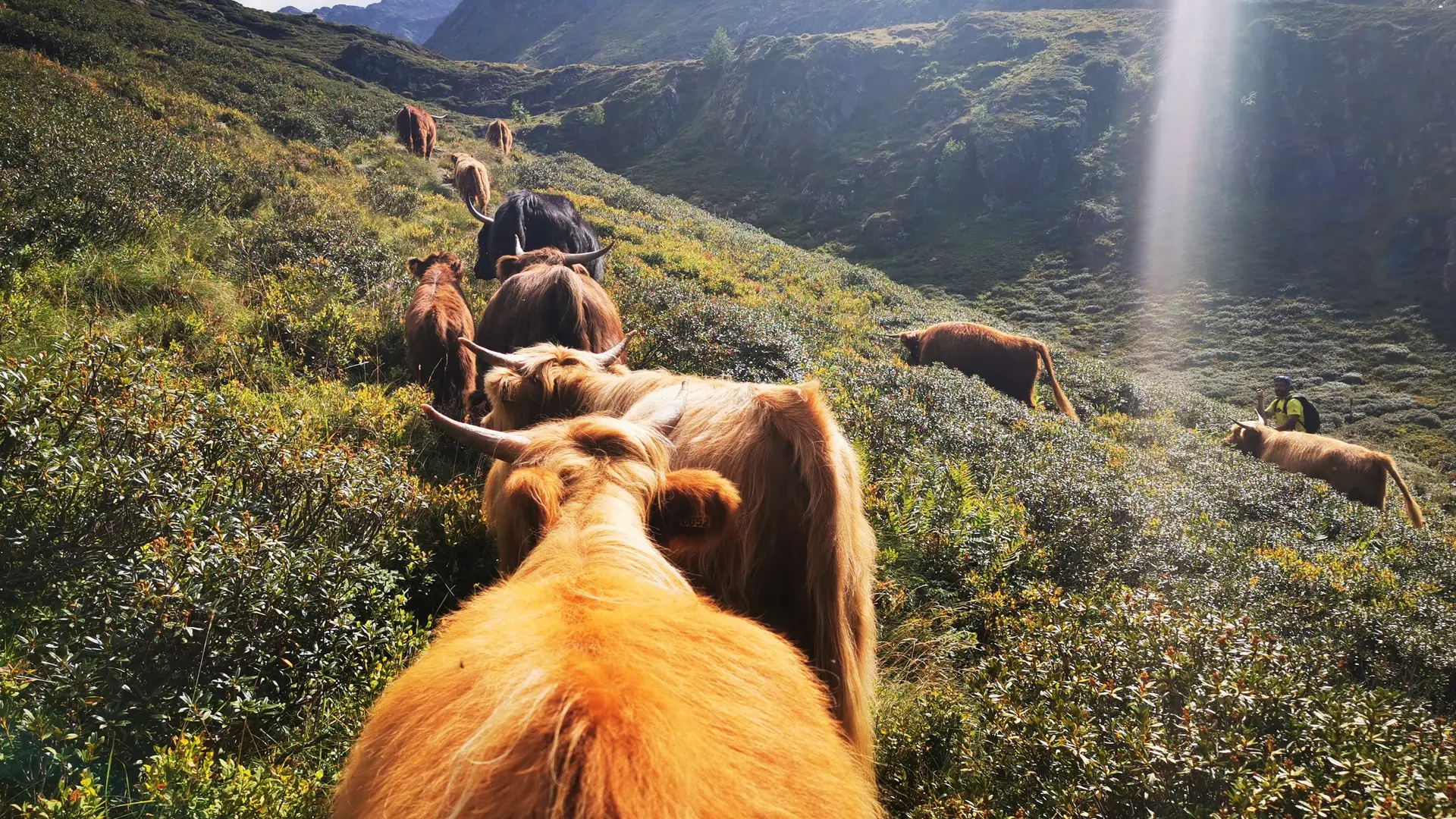 Highland Cattle estive