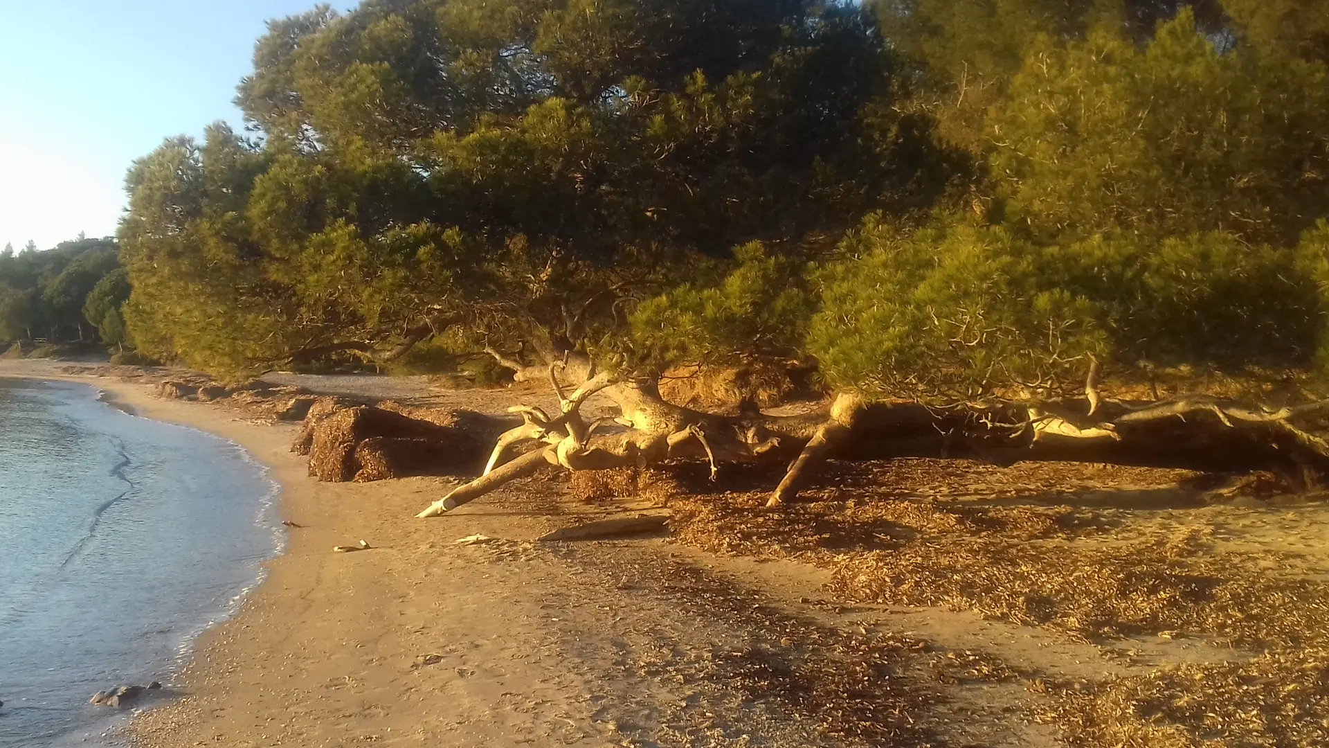 Plage de Pellegrin