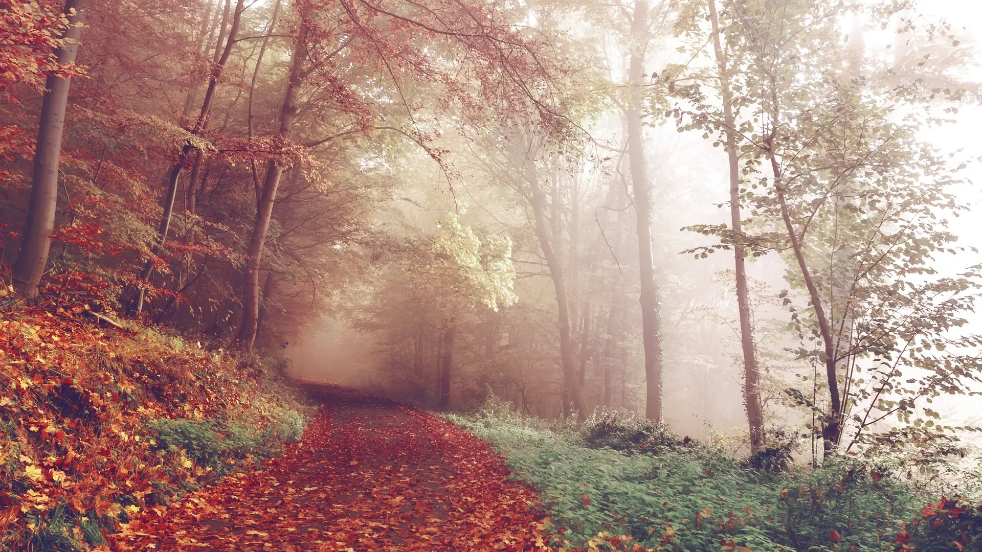sentier