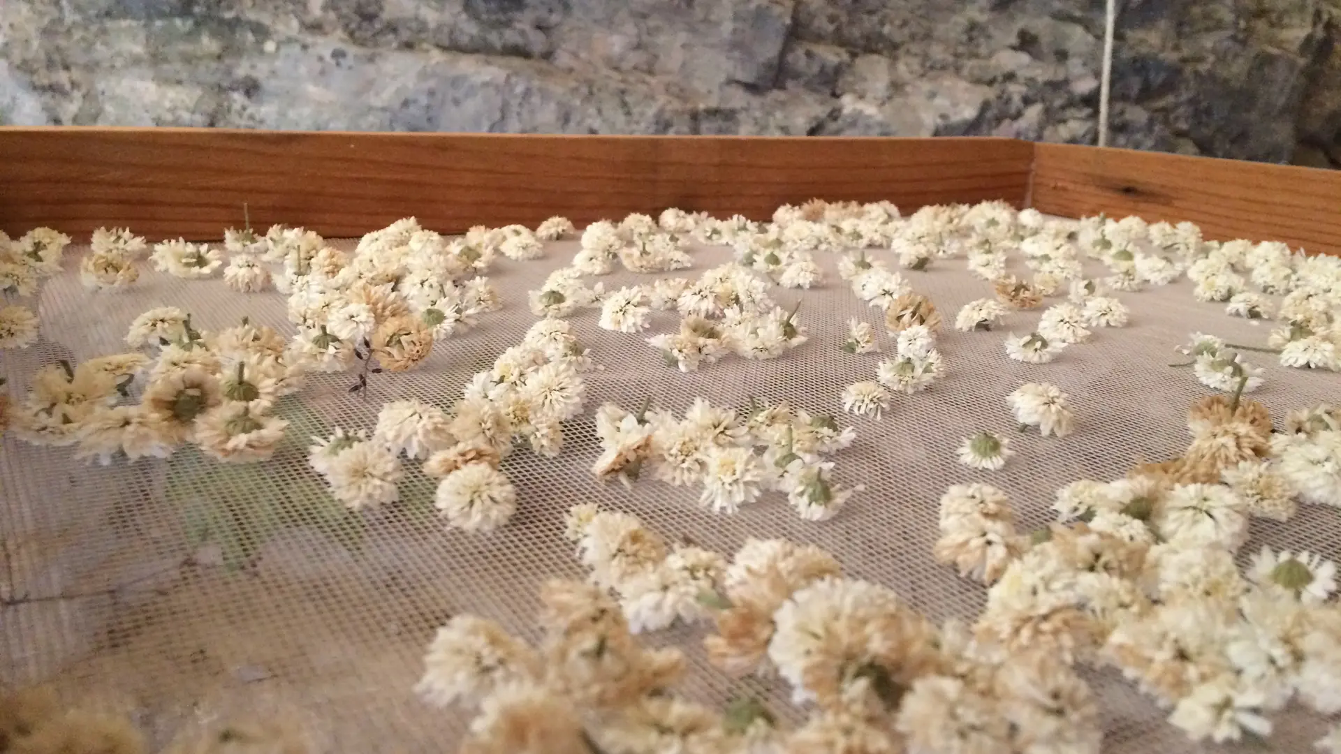 distillerie de paiolive