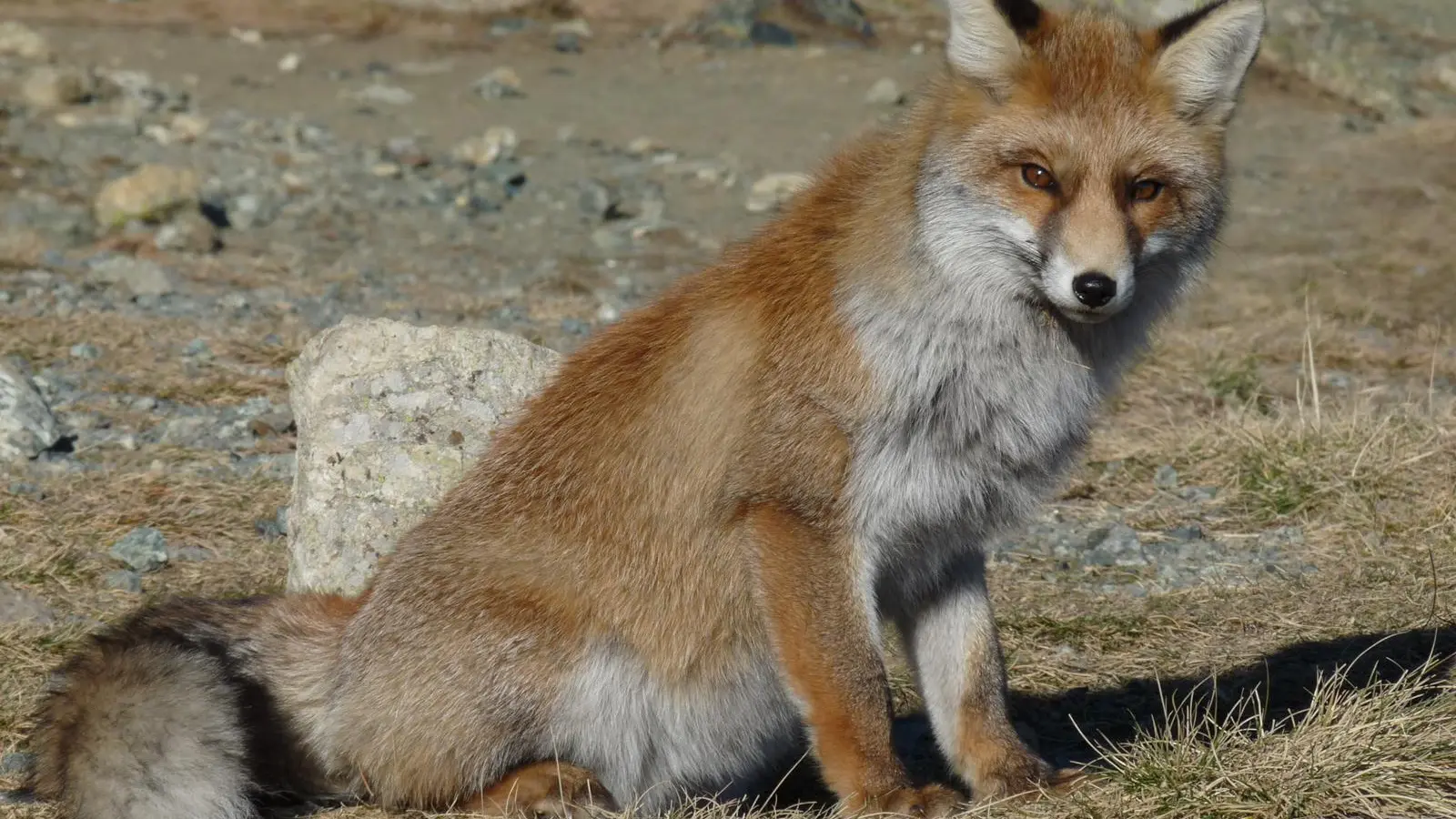 Portrait d'un renard