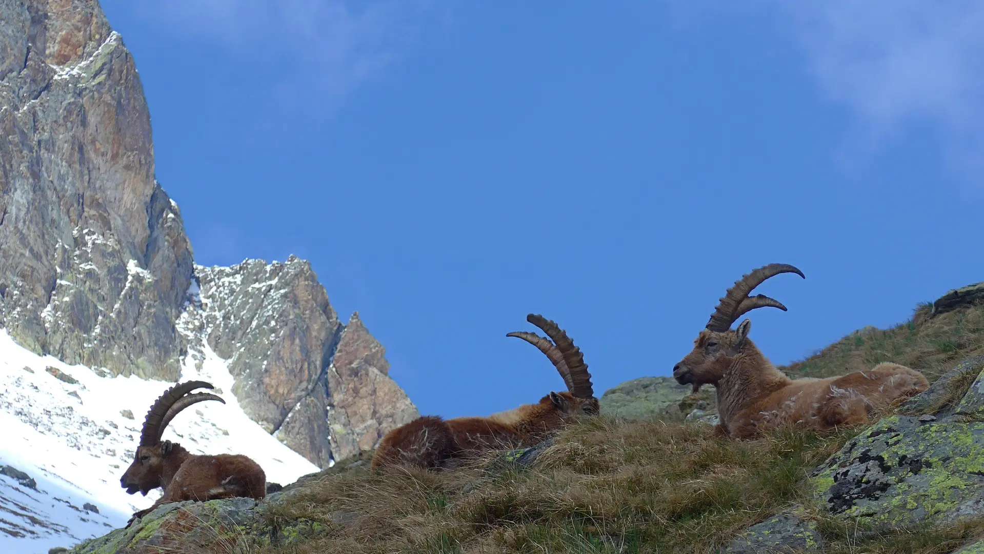 observation de bouquetins massif des Cerces