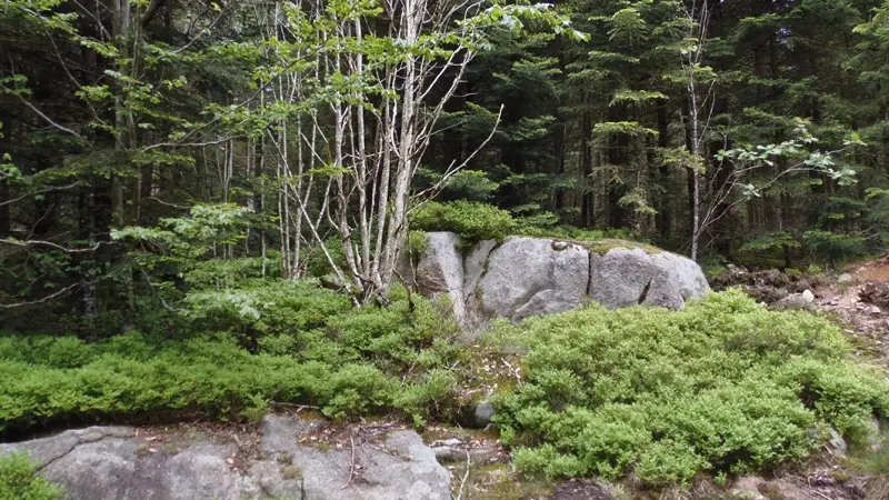 Forêt domaniale de l'Assise