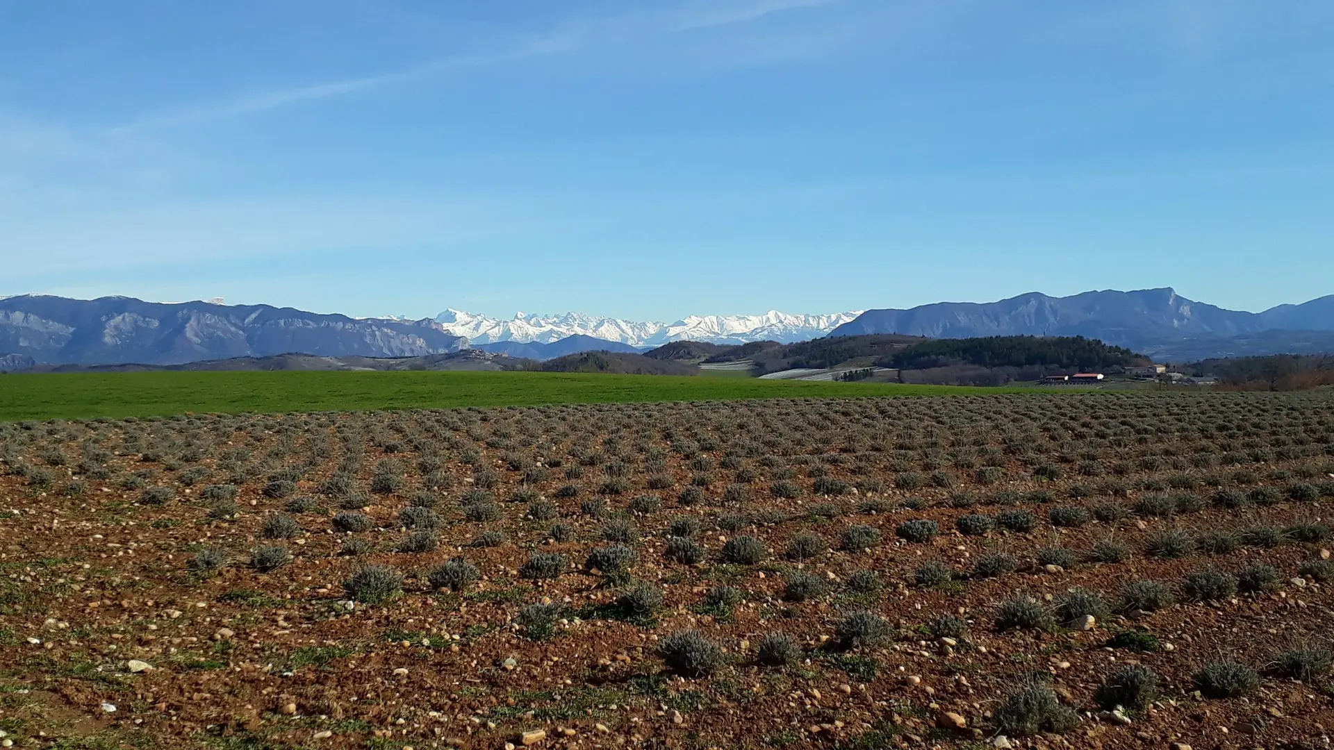 Champs de lavande hors période de floraison