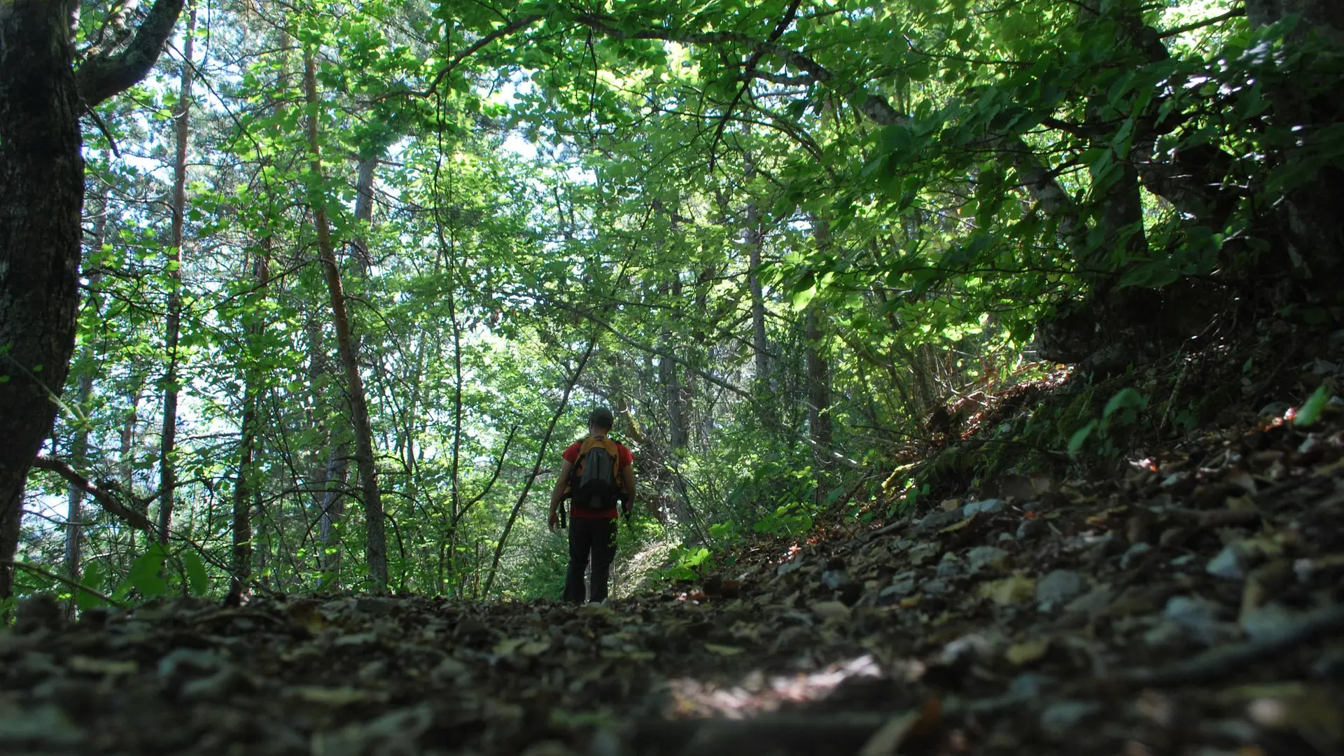 Portion en sous-bois