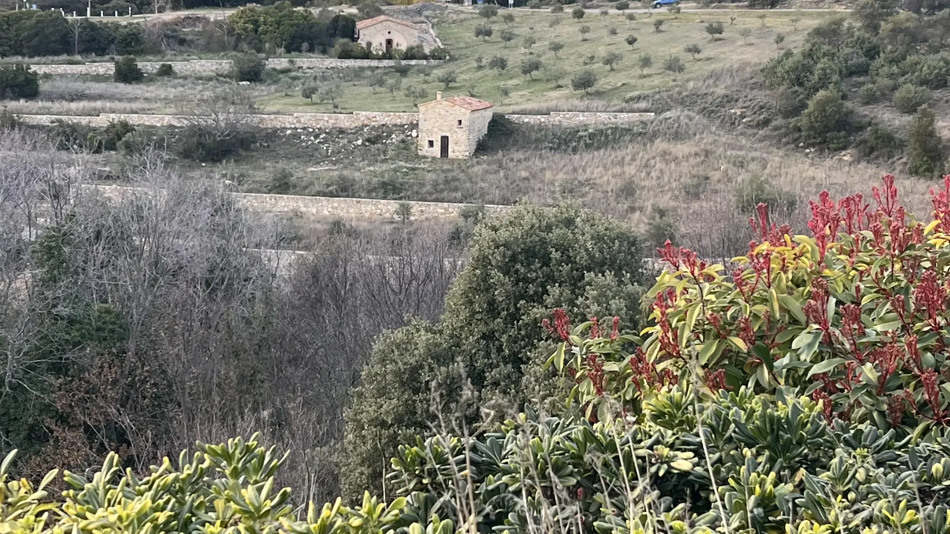Olive grove of Baudinard