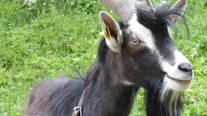 Boy le bouc de la bande