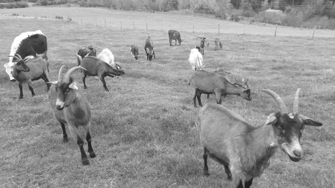 Ferme Les Sources du Peyrot - Montarcher (42380)