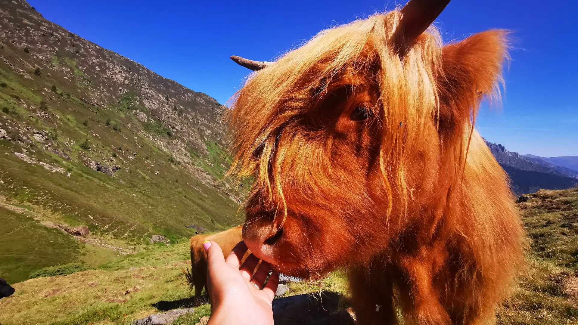 Highland Cattle