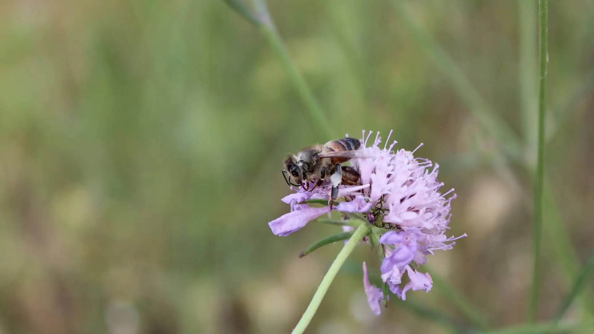 Abeille en plein travail printanier