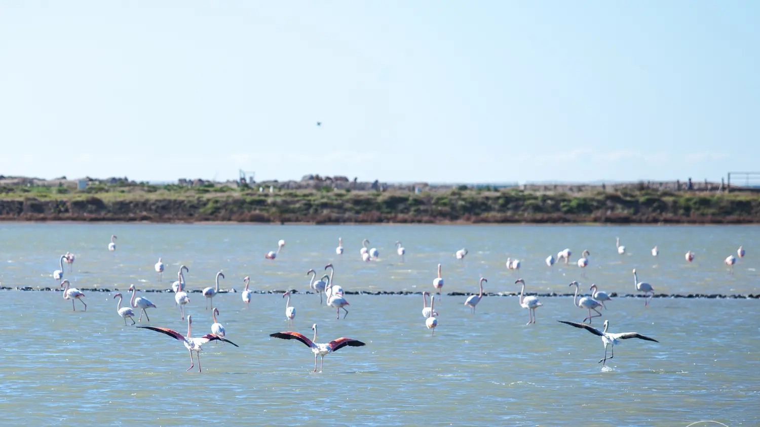 lpo observation des oiseaux visites salin des pesquiers