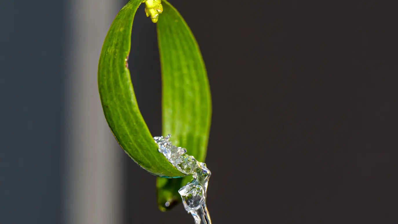 Christine Pascal - Photographe nature Aiguebelette