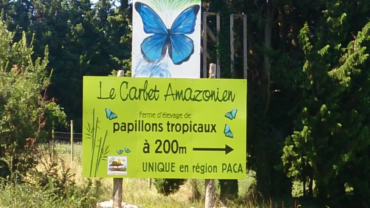 Carbet Amazonien, ferme aux papillons