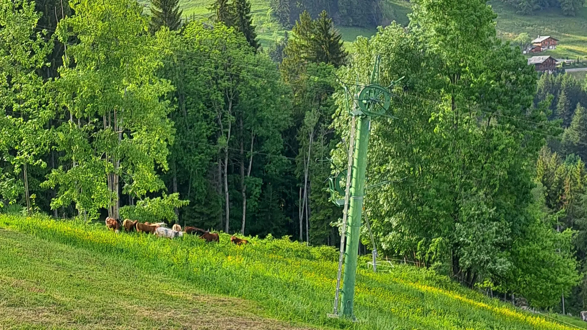 Téléski de Frébouge et les vaches