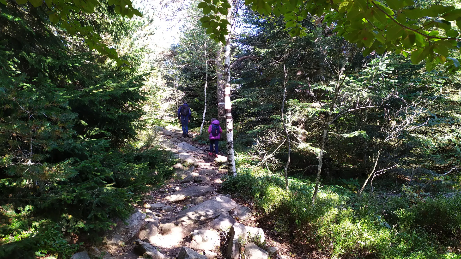 Ascension du Pic du Lizieux à travers la forêt