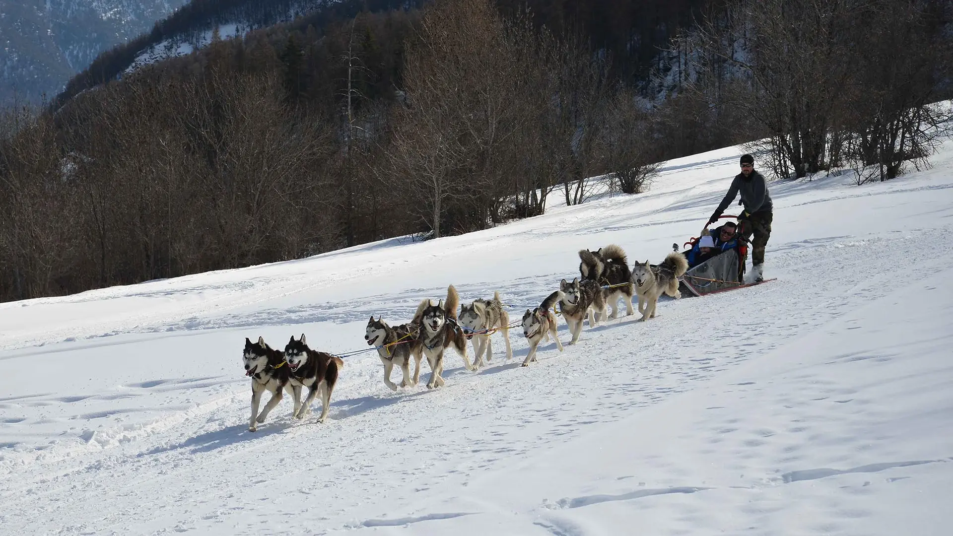 Rando Passion : chiens de traîneau