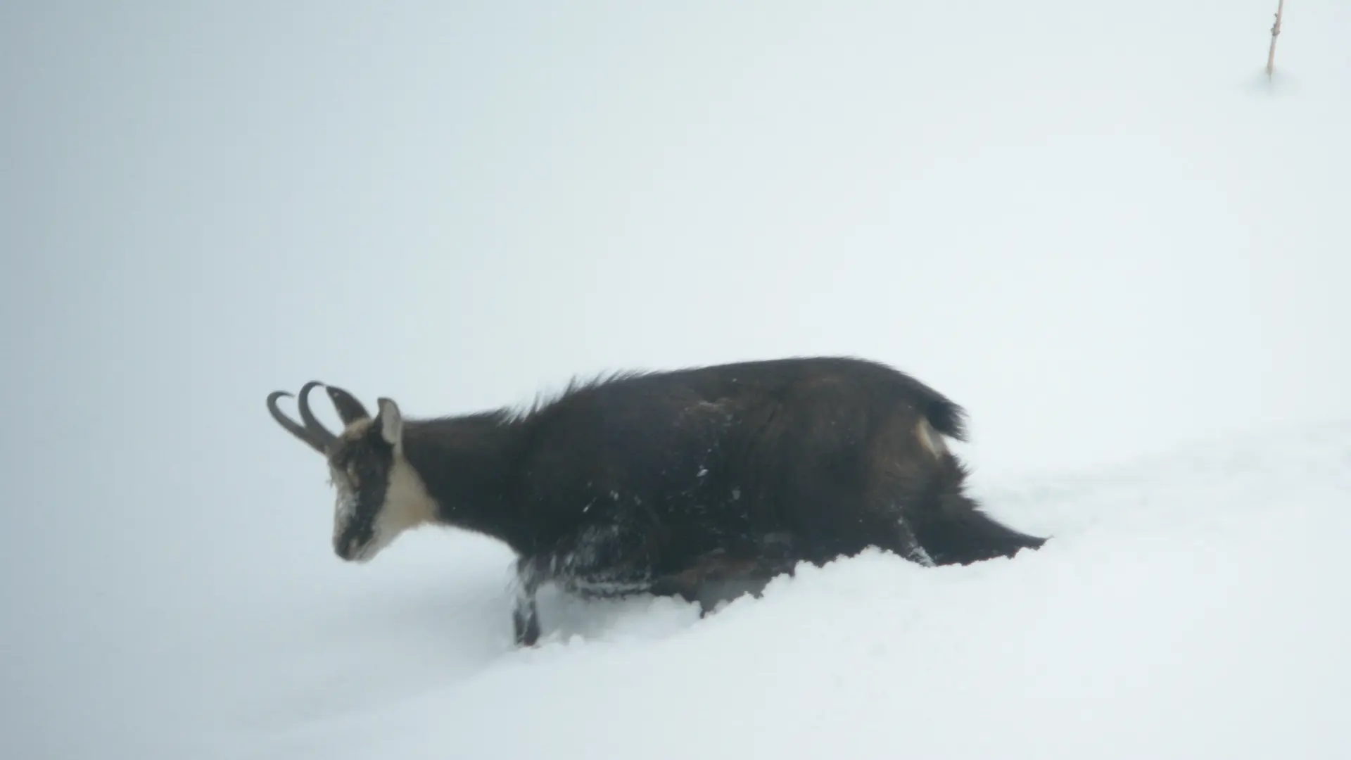 Raquette et pique-nique avec les chamois