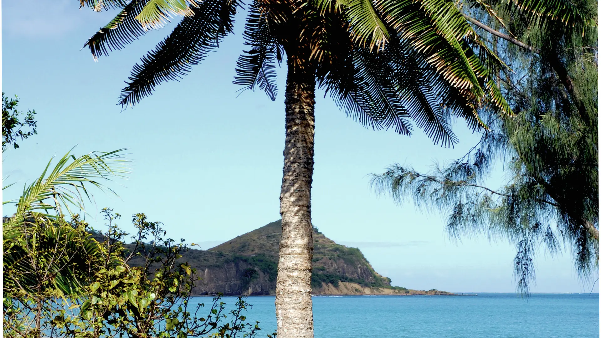 Pied de Cycas sur la plage de la Roche Percée