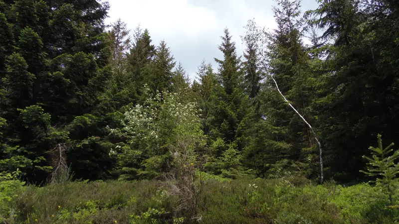 Forêt domaniale de l'Assise