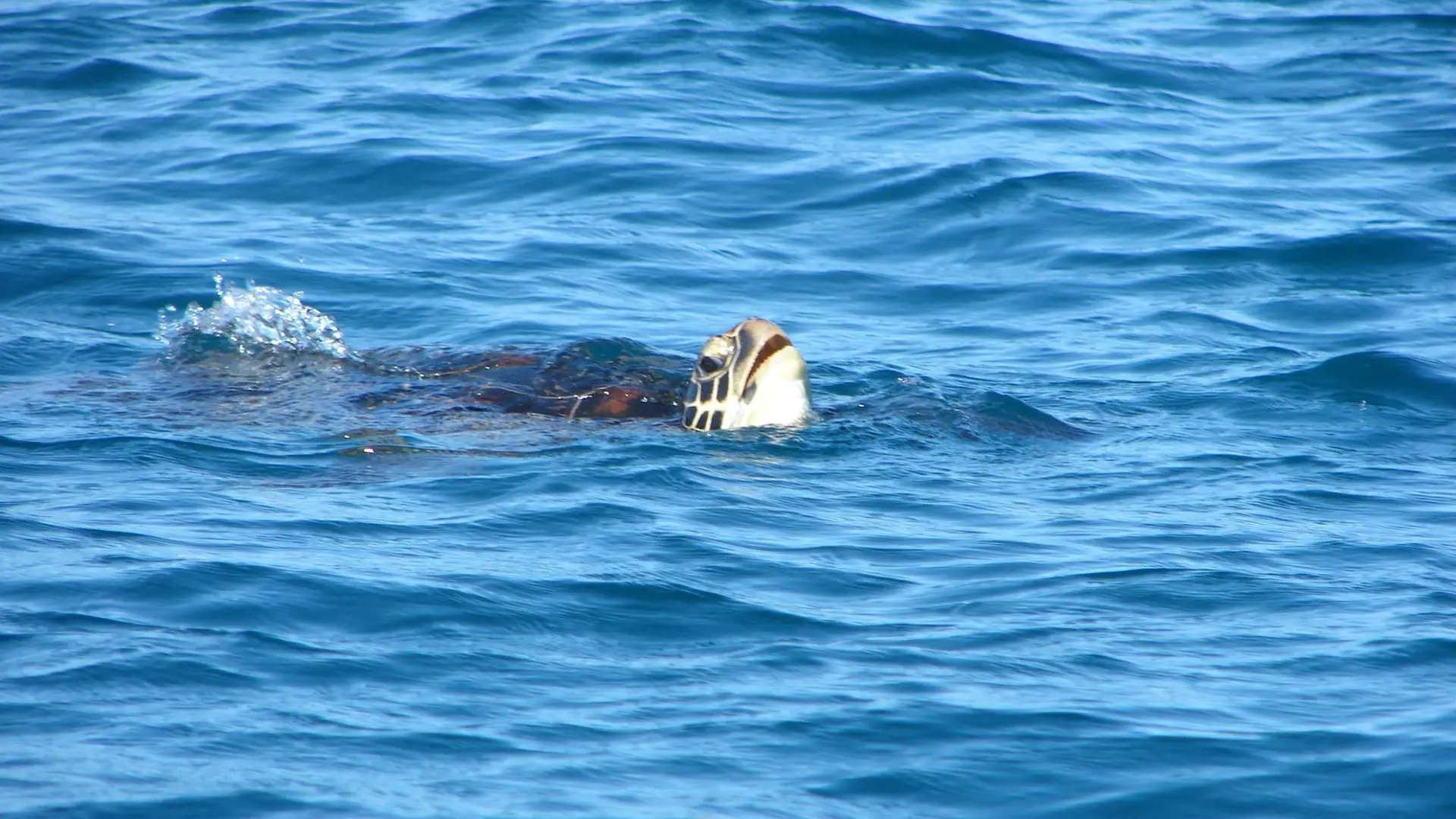 Tortue