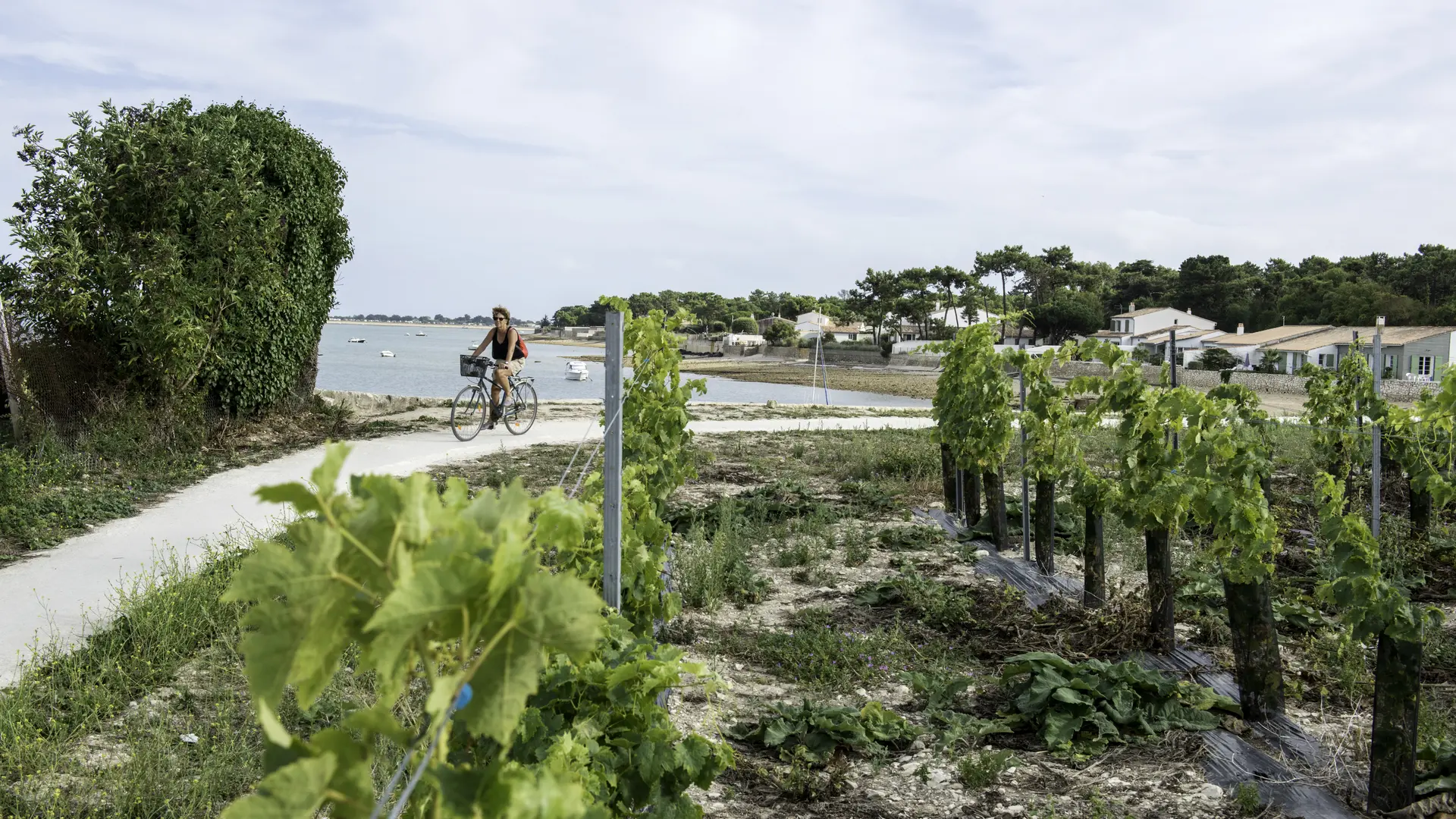 Pistes cyclables entre vignes et océan