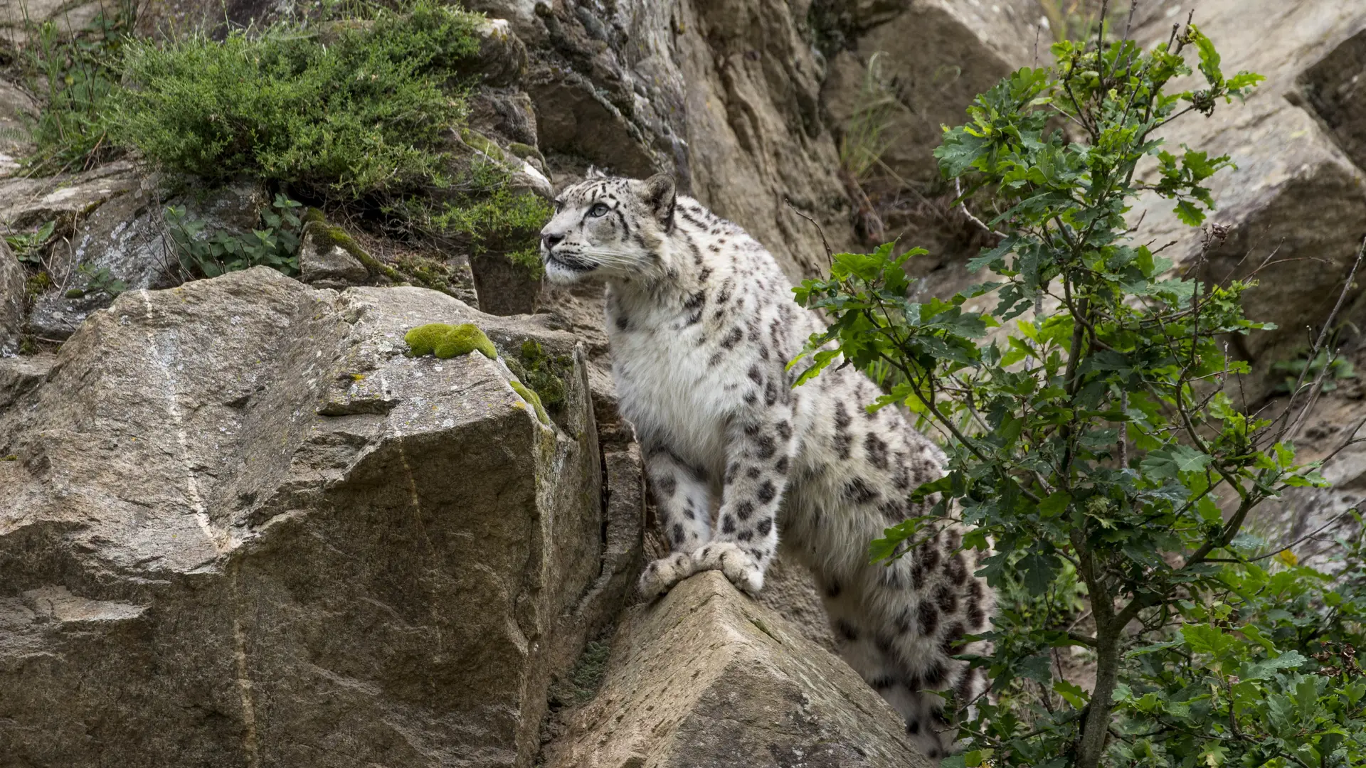 Panthère des neiges