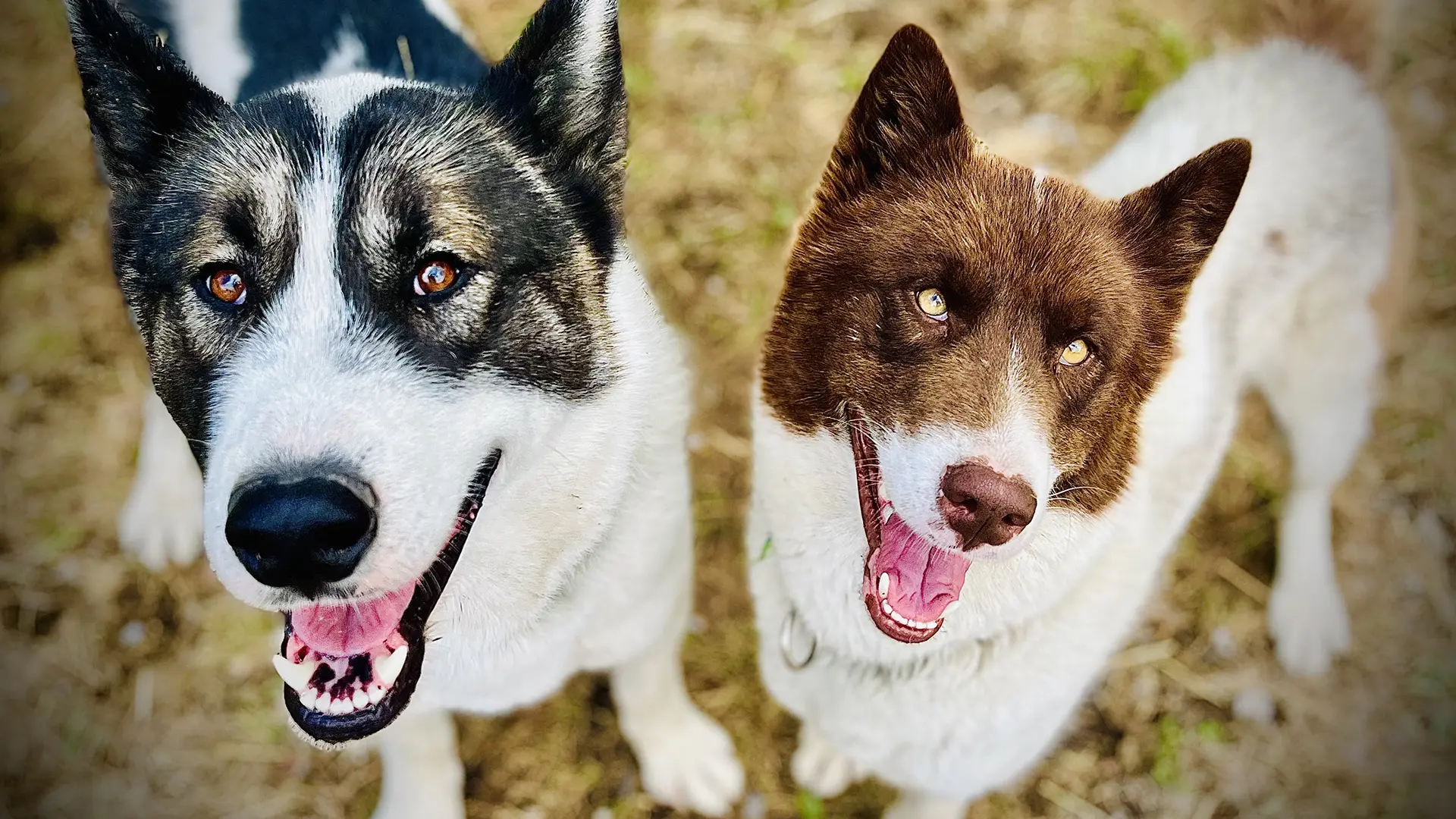Yupik Aventures Nordiques