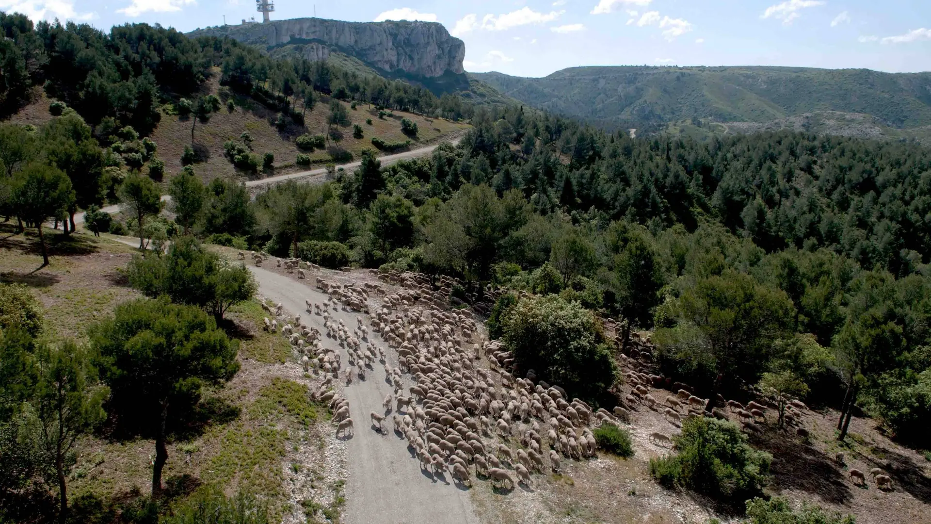 Troupeau ovin en vue de la Caume