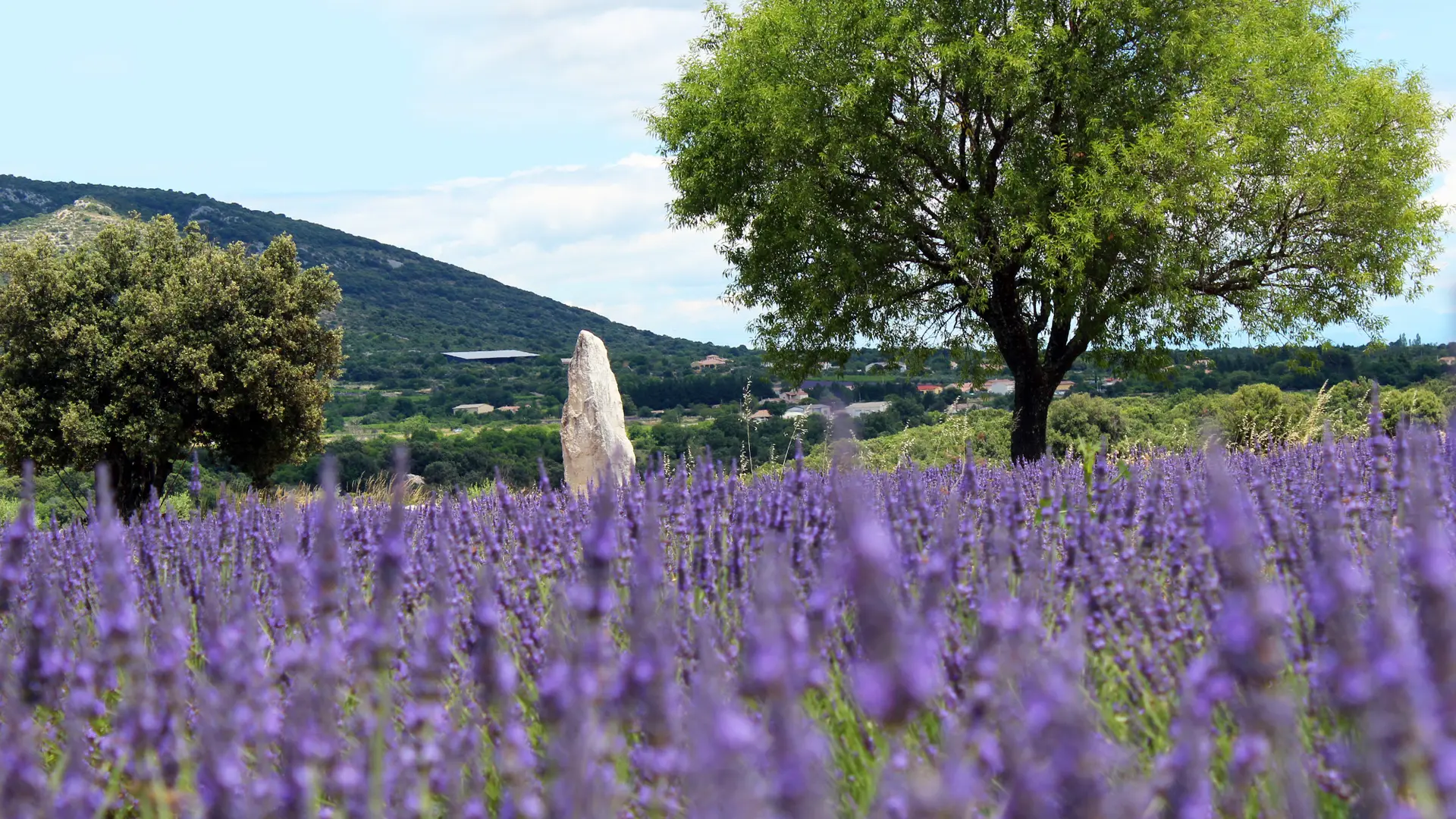 Champ de lavande