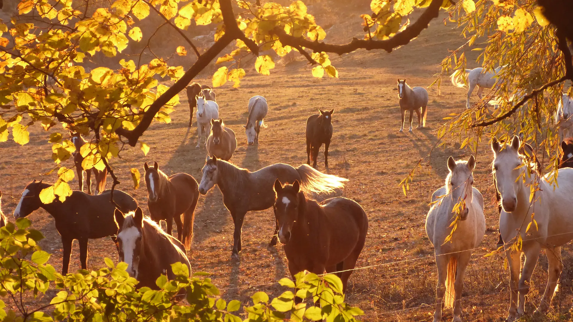 Les Chevaux