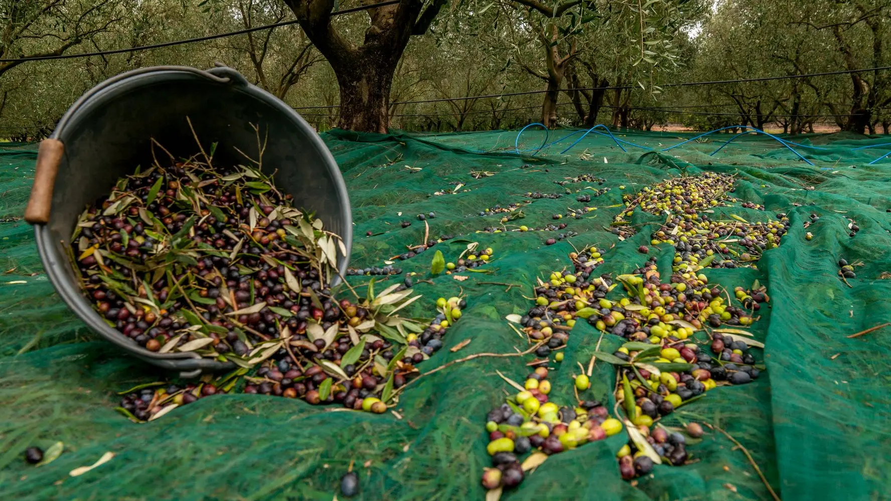 Récolte de l'olive