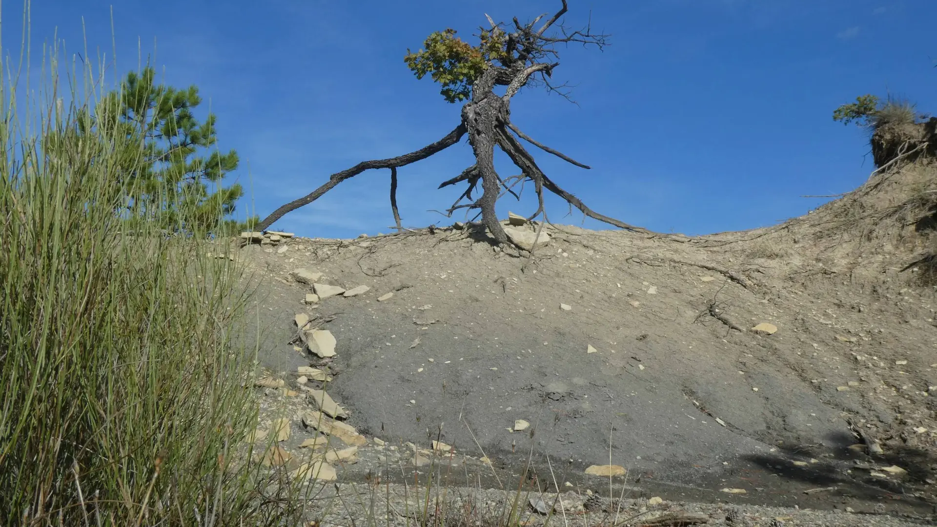 Végétation originale