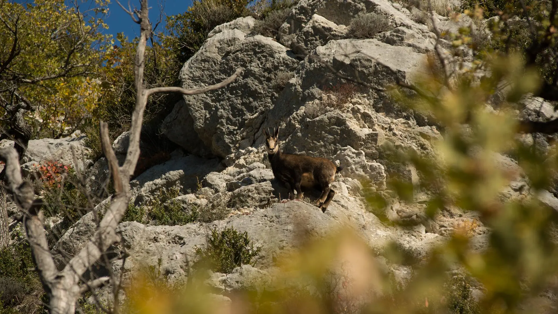 Chamois sur la crête