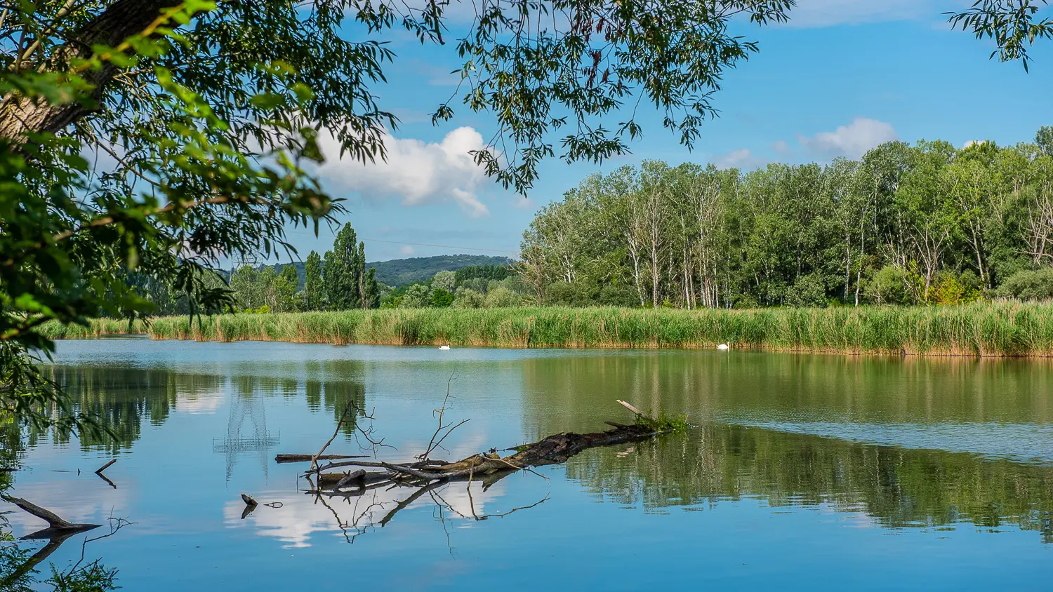 Marais de l'île vieille