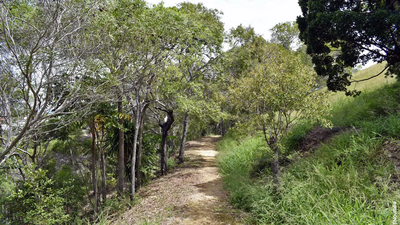 Sentier Forêt Sèche du Mont Vénus
