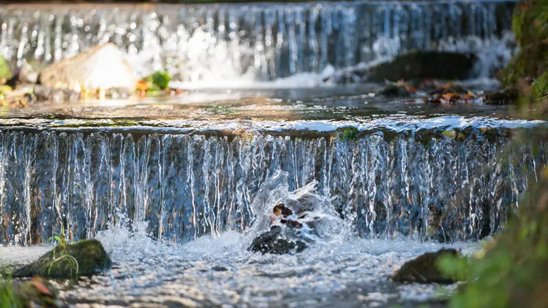 Le repaire des gaulois