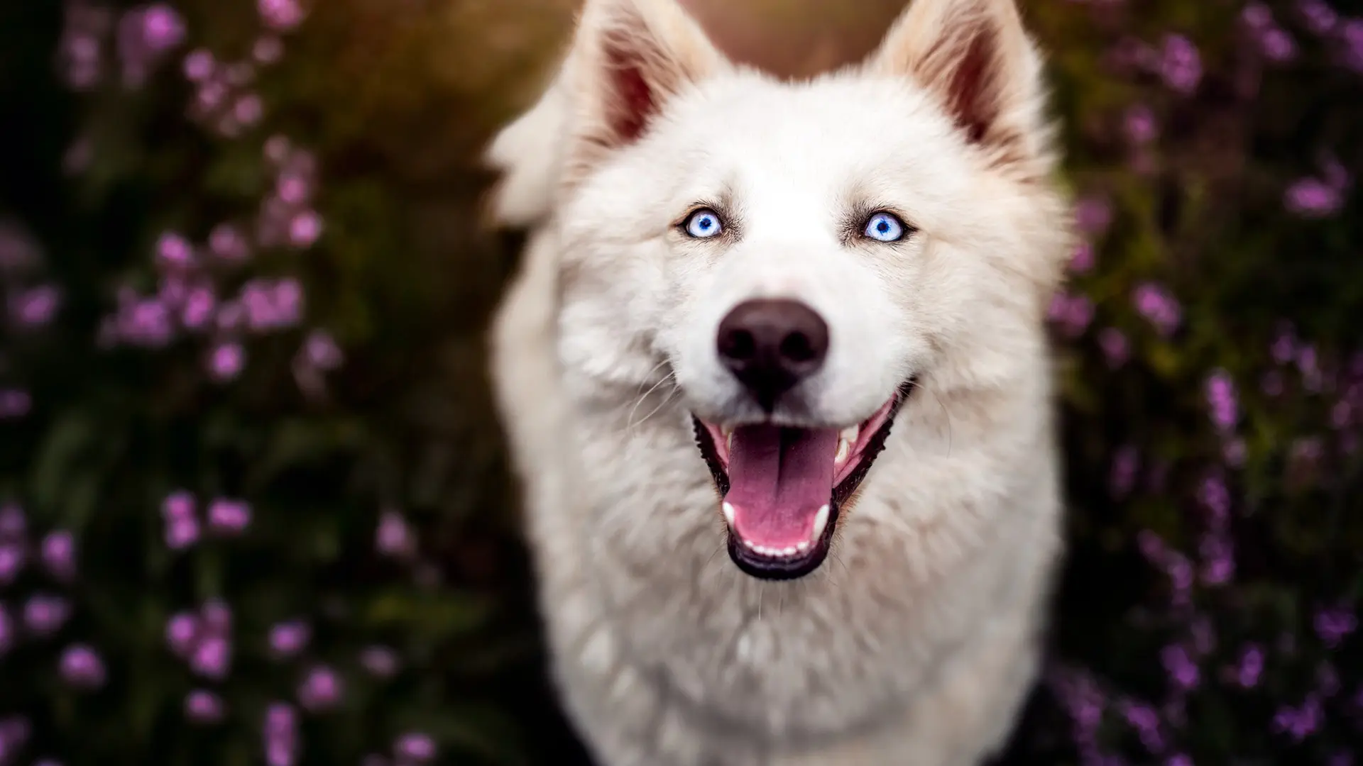 Yupik Aventures Nordiques