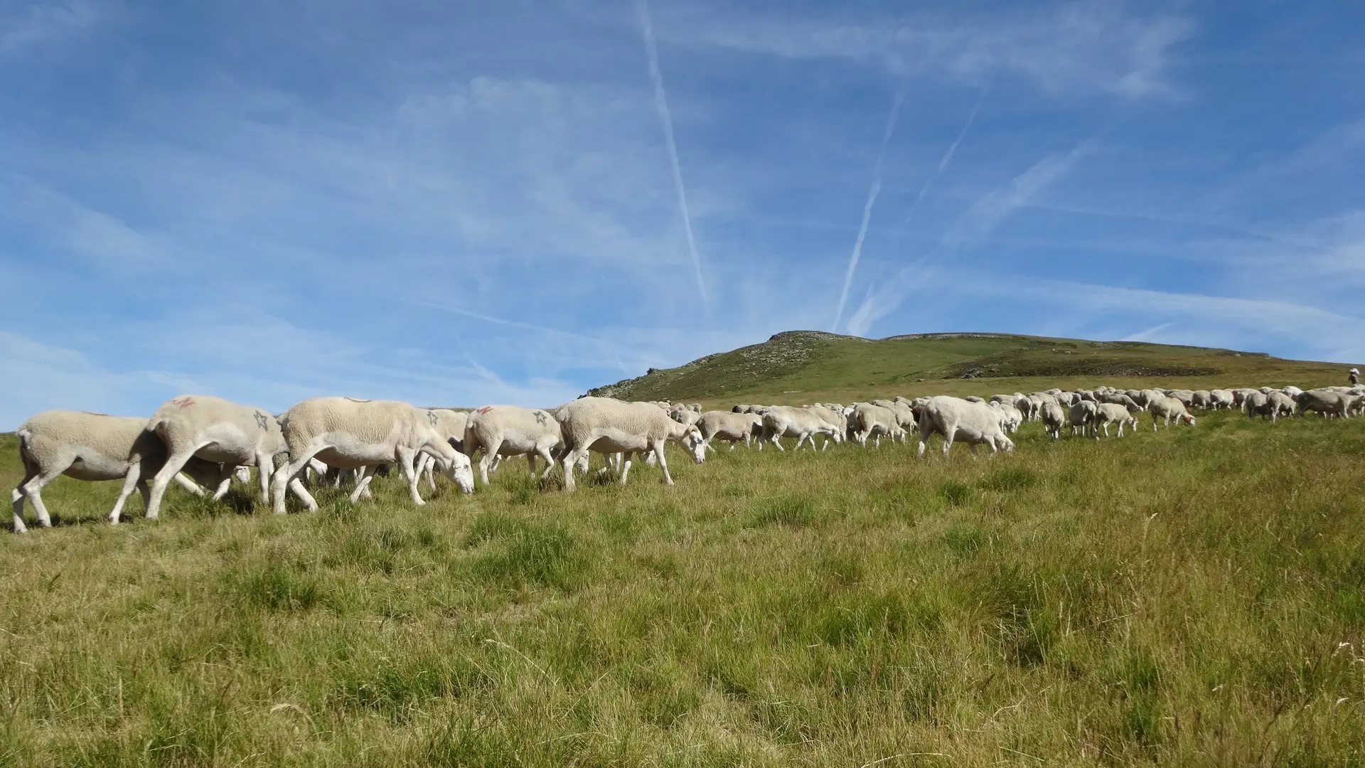 Massif Aston troupeau Brebis tarasconnaises