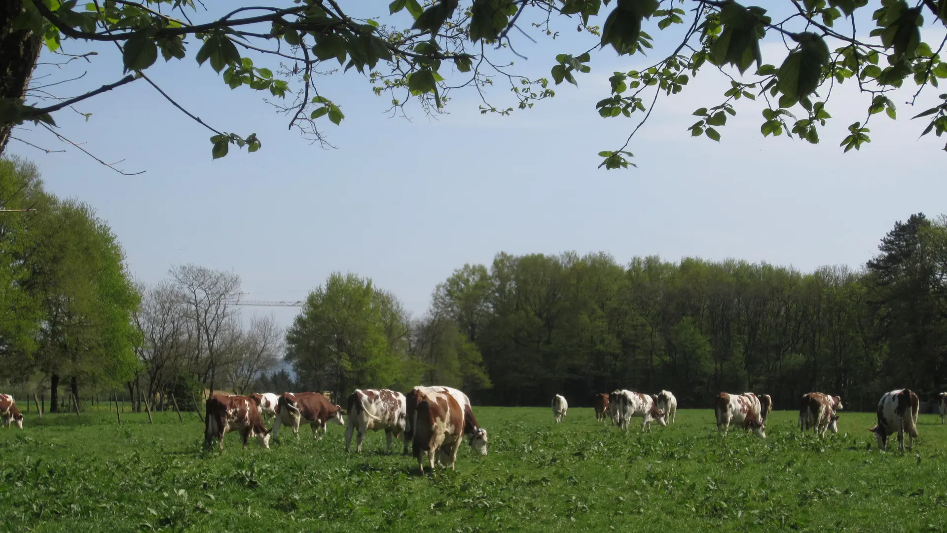 Vaches laitières au pré