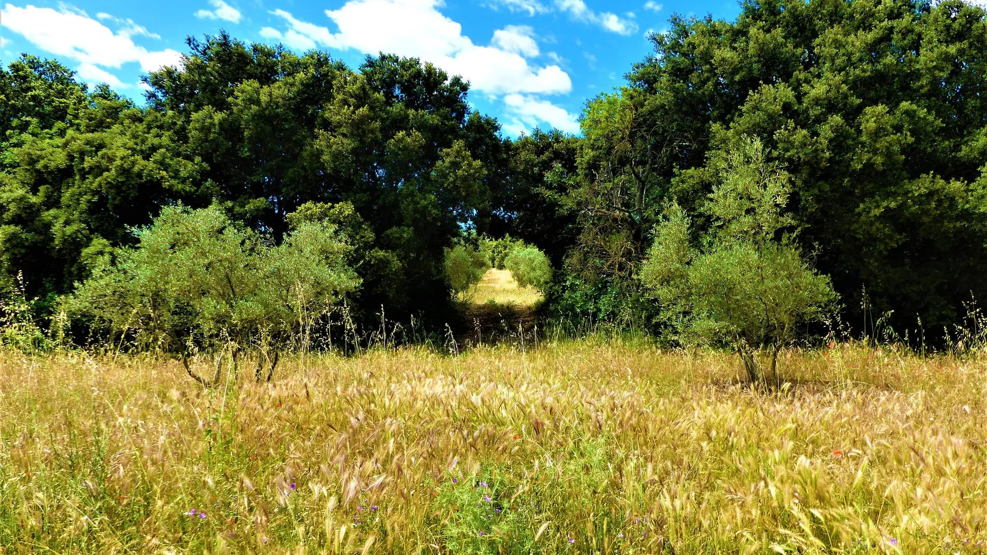 Haie de chênes dans une olivraie