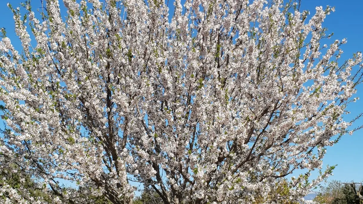 Amandiers en Fleur