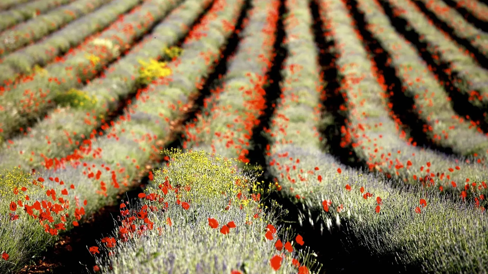 Champ de lavandins et coquelicots courant juin