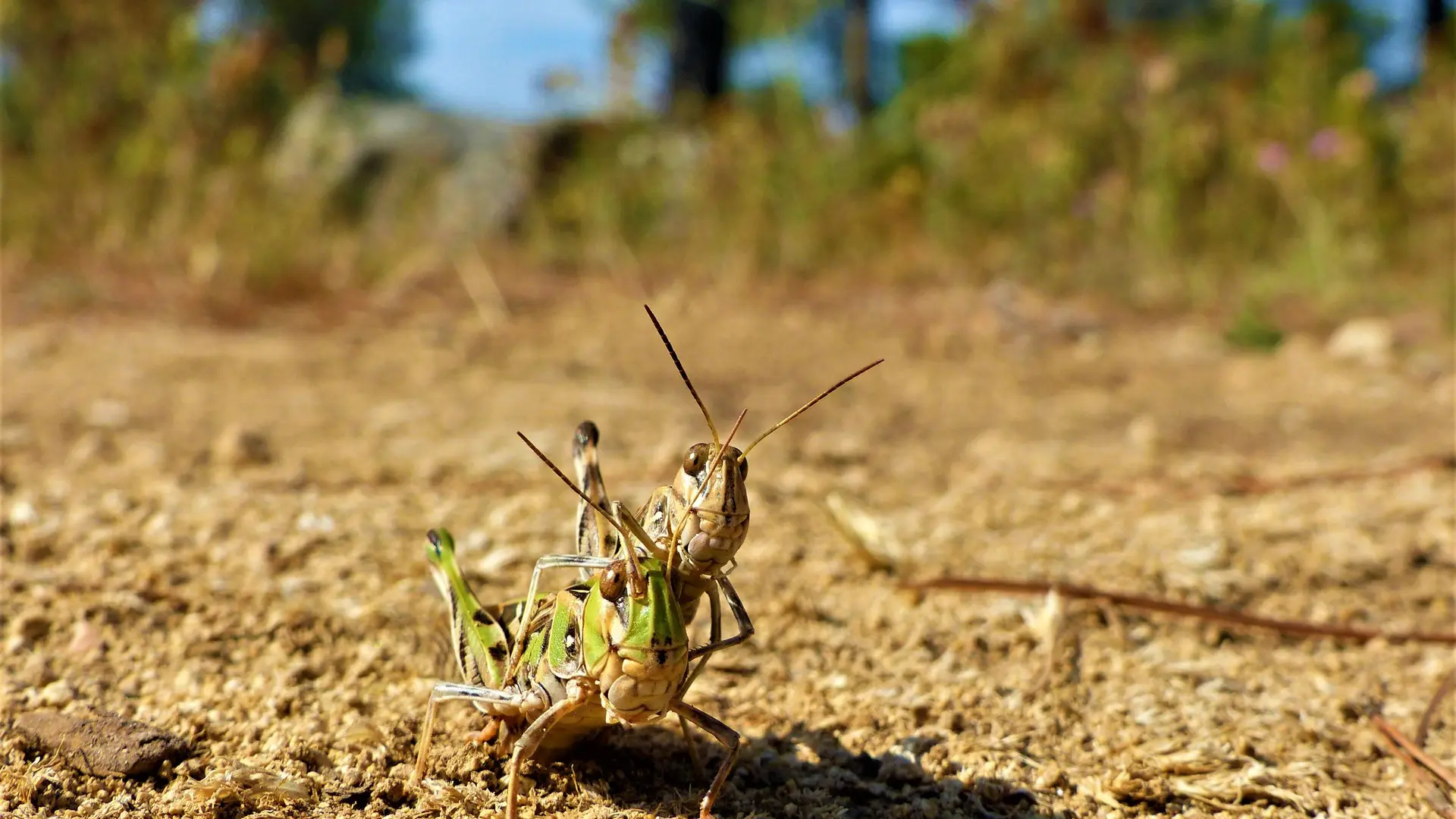 Couple de criquets en train de pondre