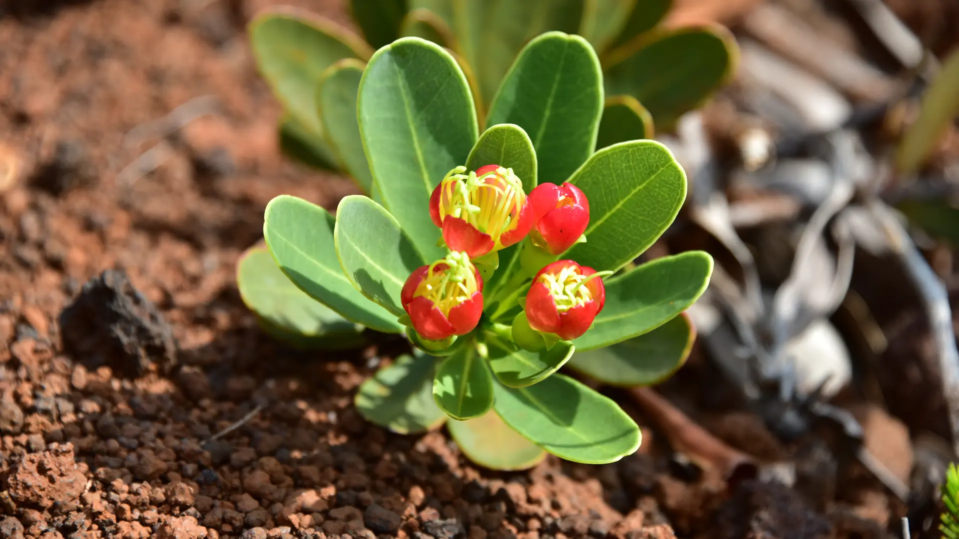 Myrtacées (Xanthostemon aurantiacus
